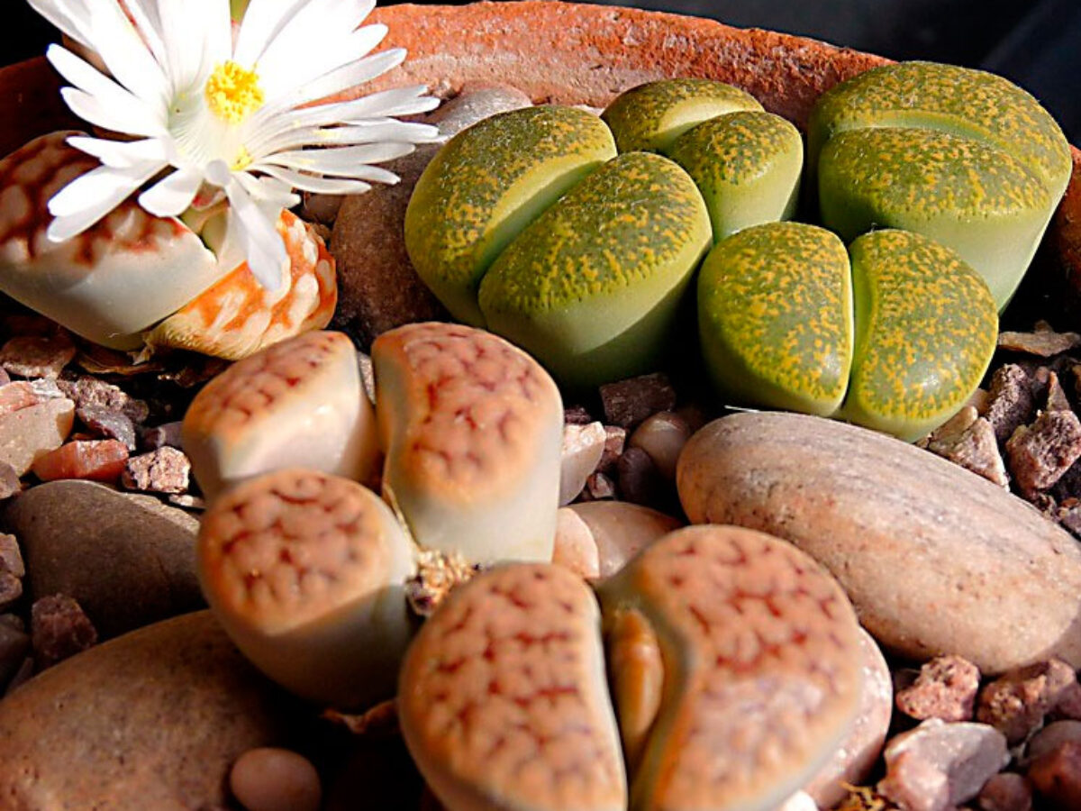 Cuidados de Lithops o cactus piedra - Th Cactus