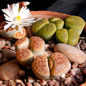 Guía básica de cuidados para Lithops
