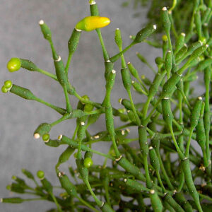 Hatiora salicornioides