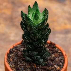 Haworthia reinwardtii