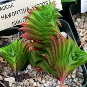 Haworthia viscosa