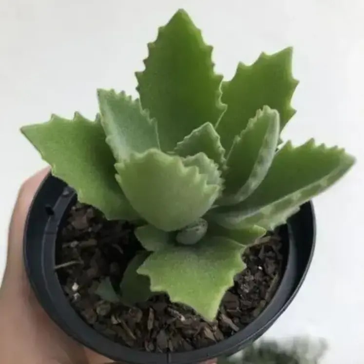 Kalanchoe Behartii