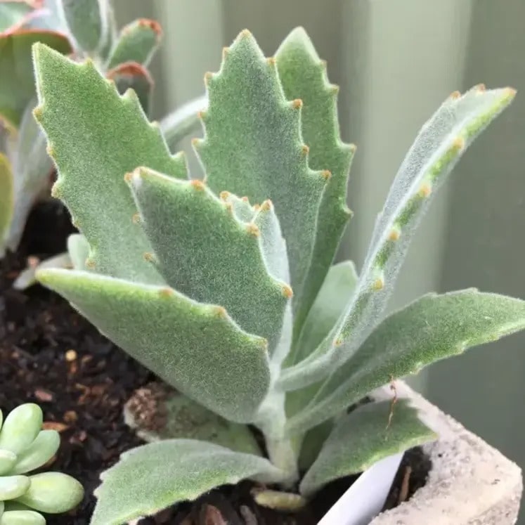 Kalanchoe Behartii