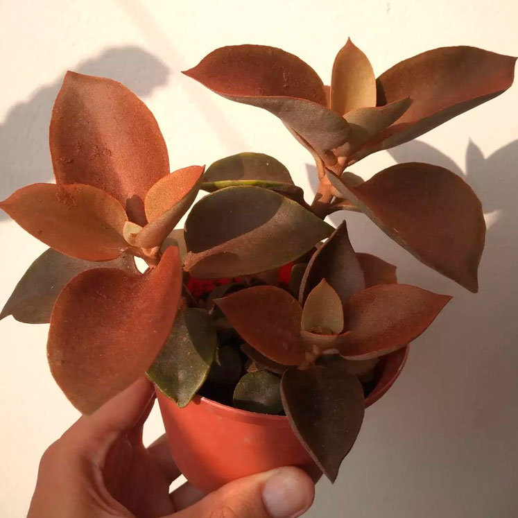 Kalanchoe Orgyalis