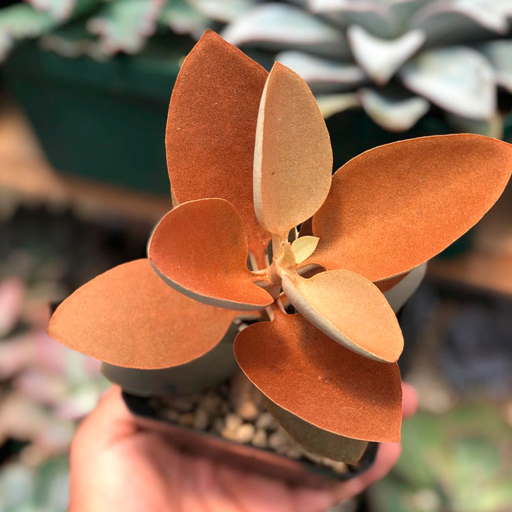Kalanchoe Orgyalis