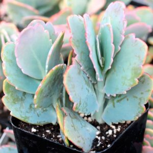 Kalanchoe fedtschenkoi