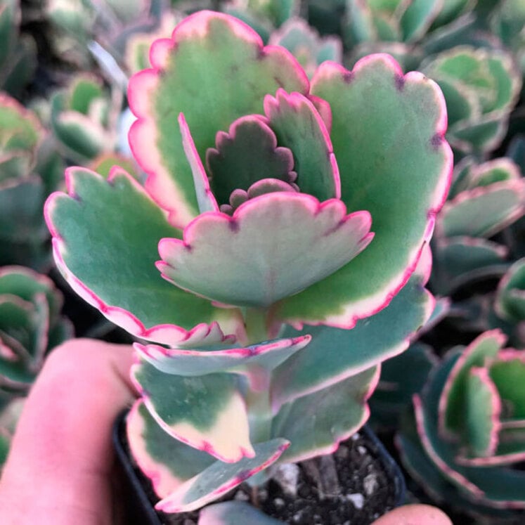 Kalanchoe fedtschenkoi
