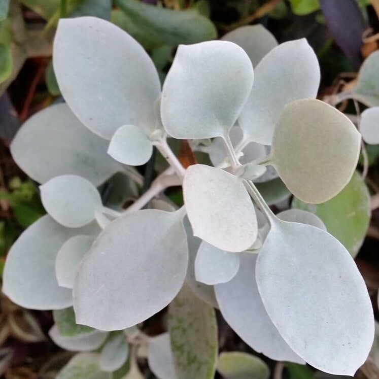 Kalanchoe hildebrandtii