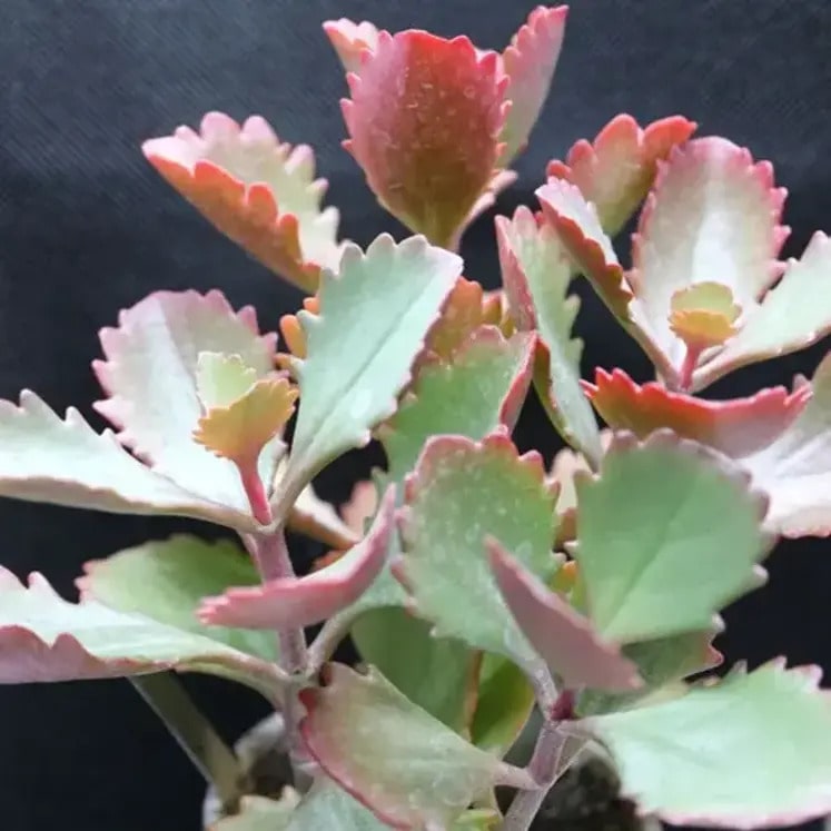 Kalanchoe longiflora