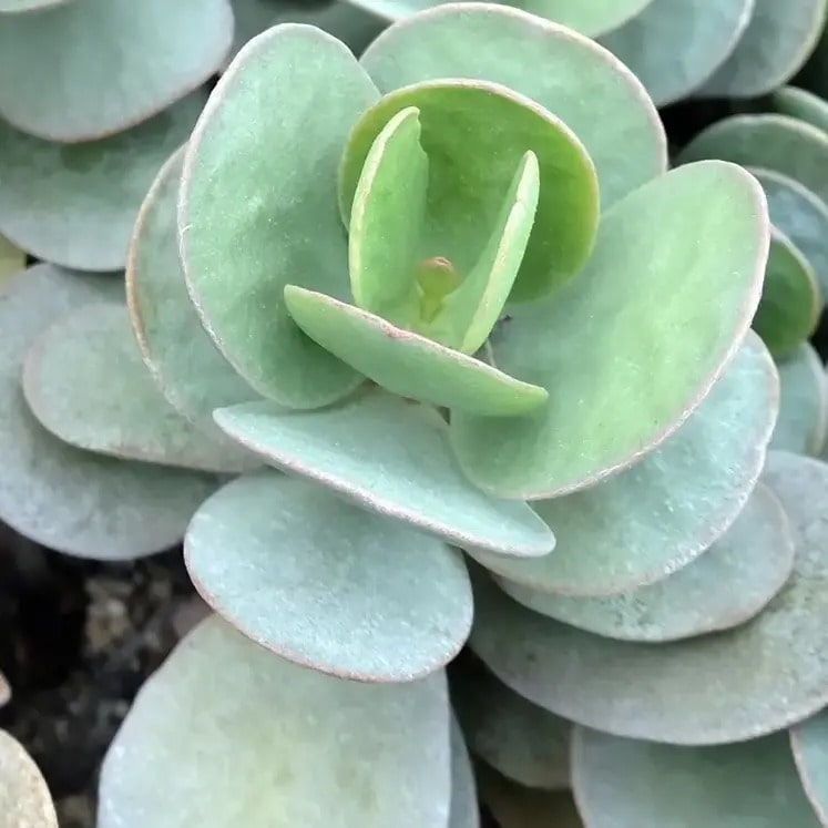 Kalanchoe scapigera