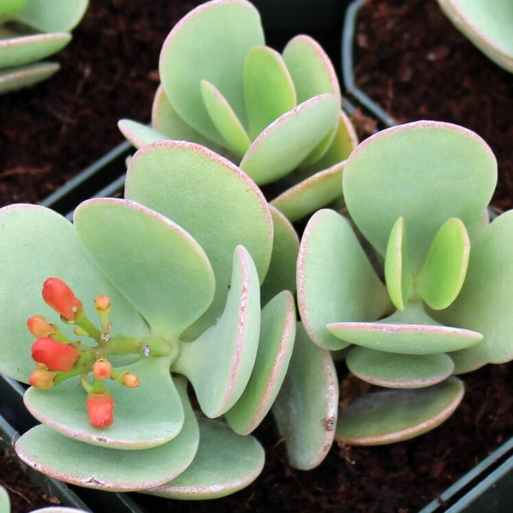 Kalanchoe scapigera