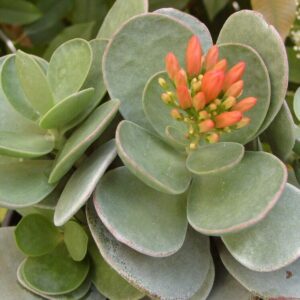 Kalanchoe scapigera