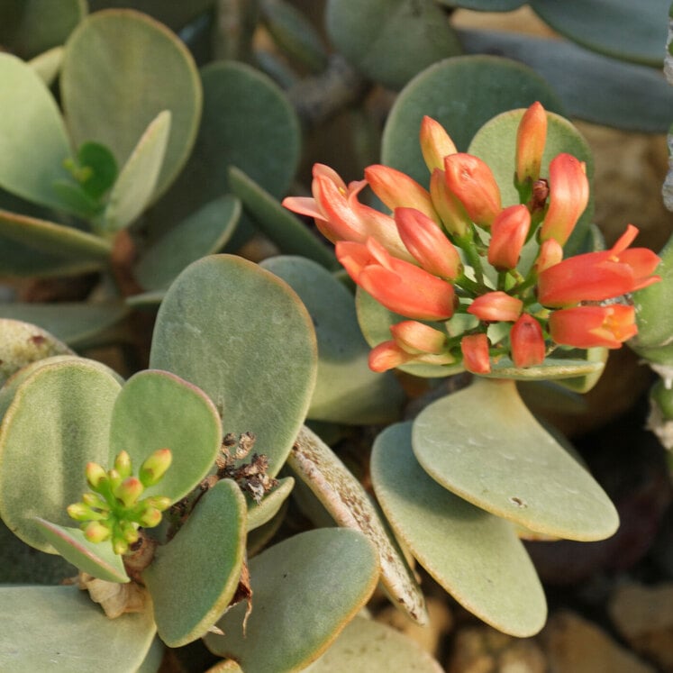 Kalanchoe scapigera