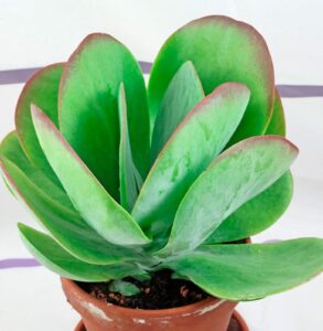 Kalanchoe thyrsiflora cuidados