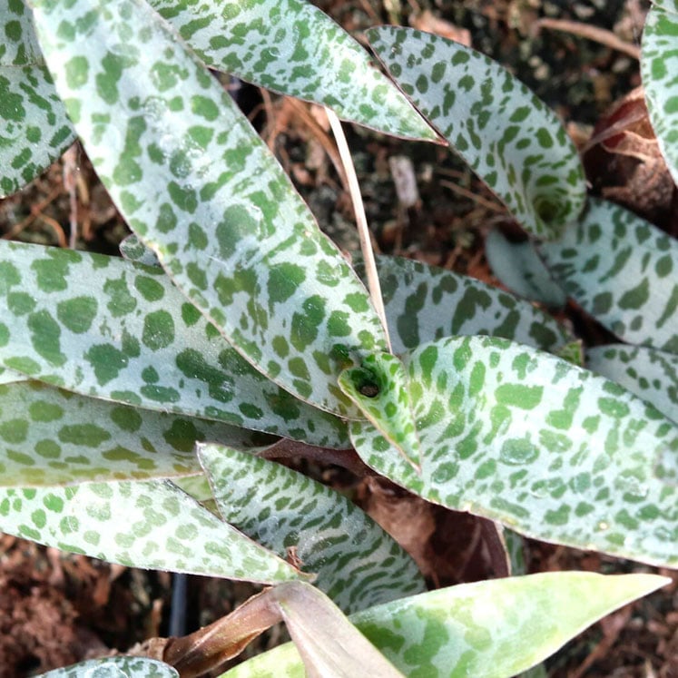 Ledebouria socialis