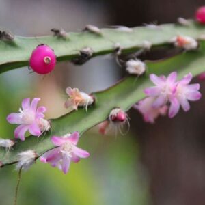 Lepismium cruciforme