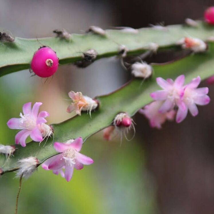 Lepismium cruciforme