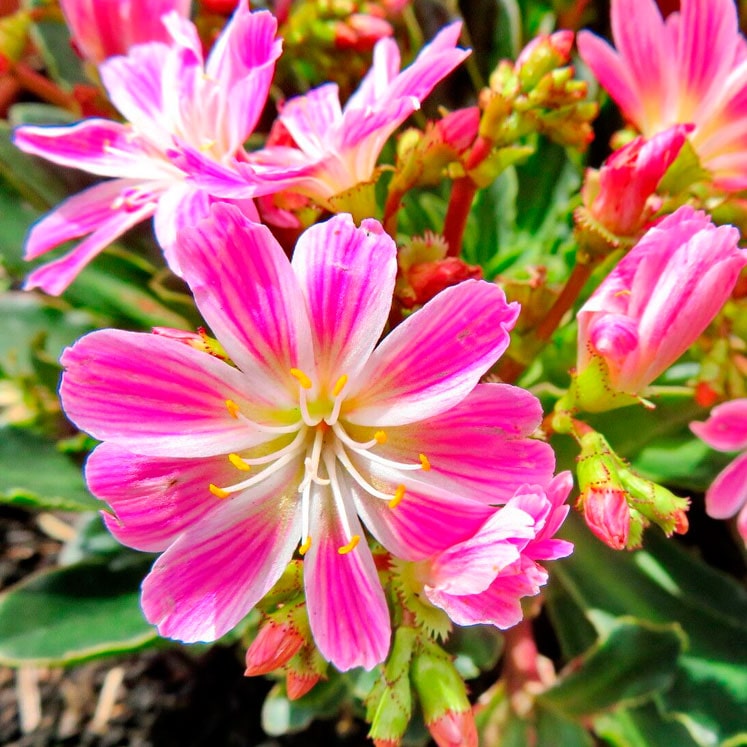 Lewisia cotyledon