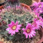 Mammillaria melanocentra