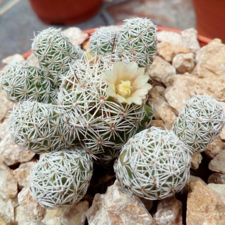 Mammillaria vetula