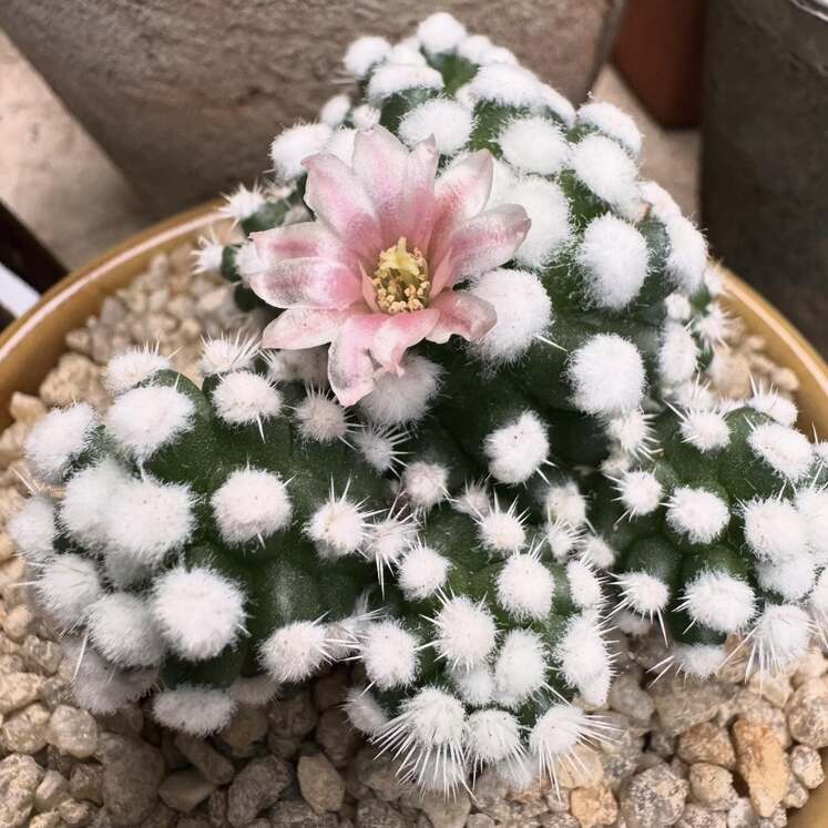 Mammillaria vetula cv Orunga