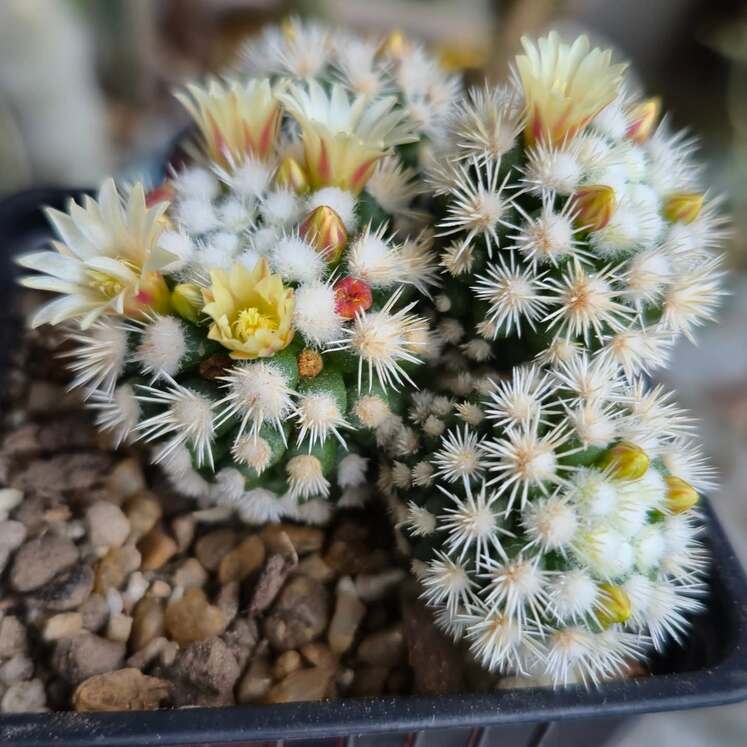 Mammillaria vetula gracilis cv. Snowcap