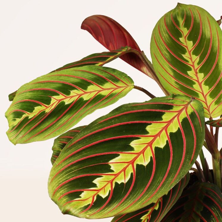 Maranta Leuconeura