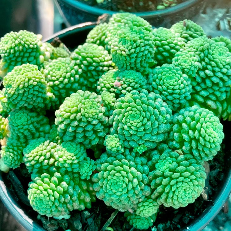 Monanthes Polyphylla