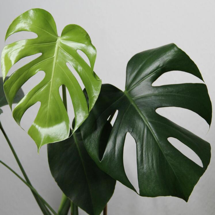 Monstera deliciosa