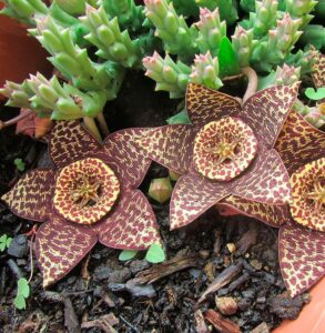 Flor de la Orbea variegata en forma de estrella con manchas púrpura