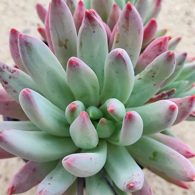 Pachyphytum hookeri