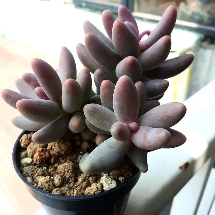 Pachysedum Ganzhou