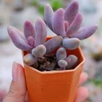 Pachysedum Ganzhou