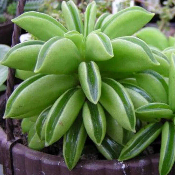 Peperomia dolabriformis