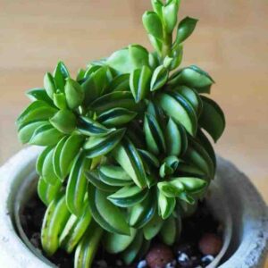 Peperomia dolabriformis