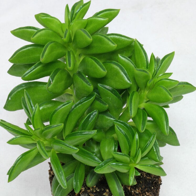 Peperomia dolabriformis