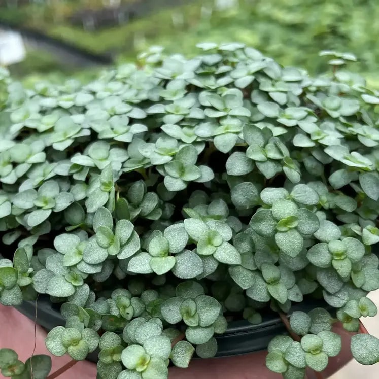 Pilea glauca