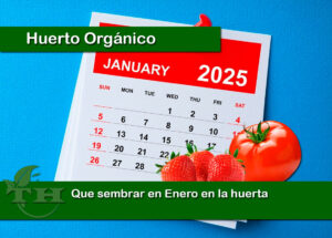 Que sembrar en Enero en la huerta
