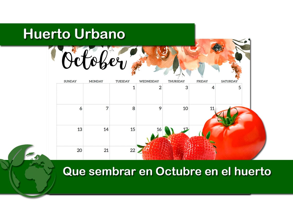 Que sembrar en Octubre en el huerto