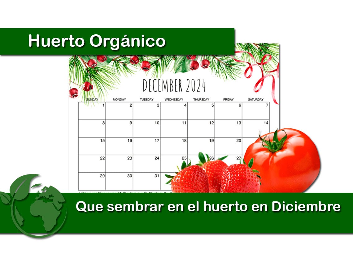 Que sembrar en el huerto en Diciembre