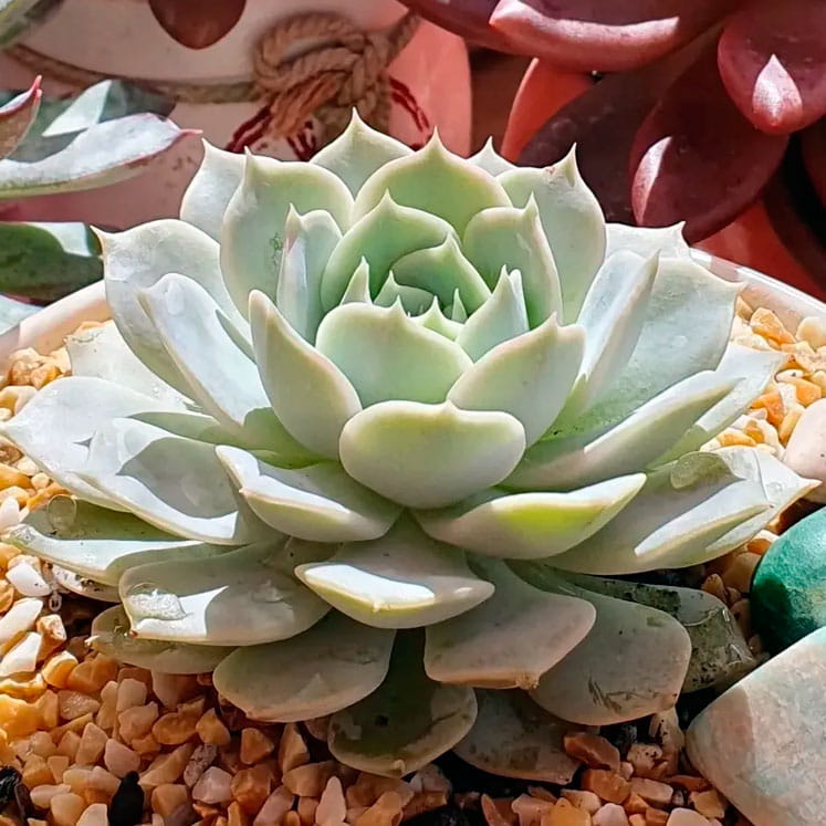 Echeveria Deresina