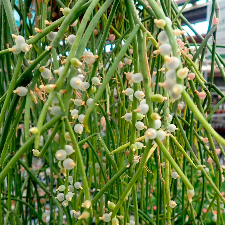 Rhipsalis baccifera
