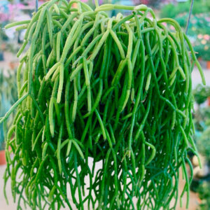 Rhipsalis baccifera
