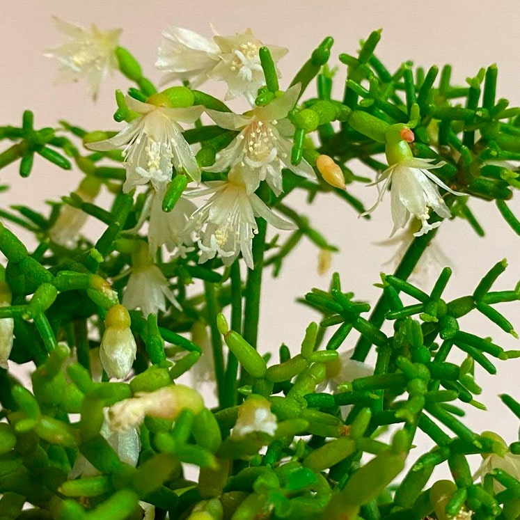 Rhipsalis cereuscula
