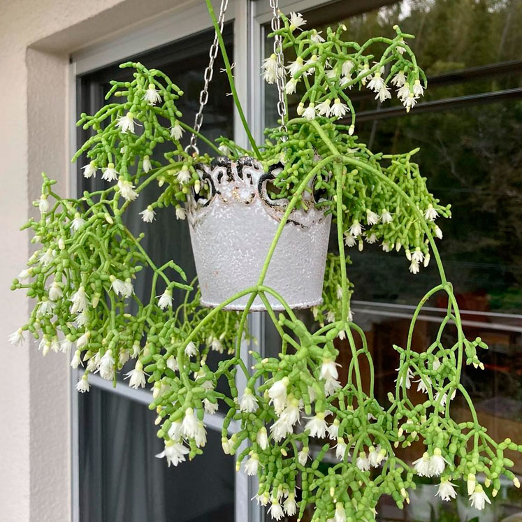 Rhipsalis cereuscula