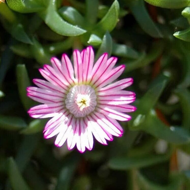 Ruschia lineolata