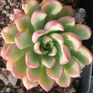 Sedeveria darley dale