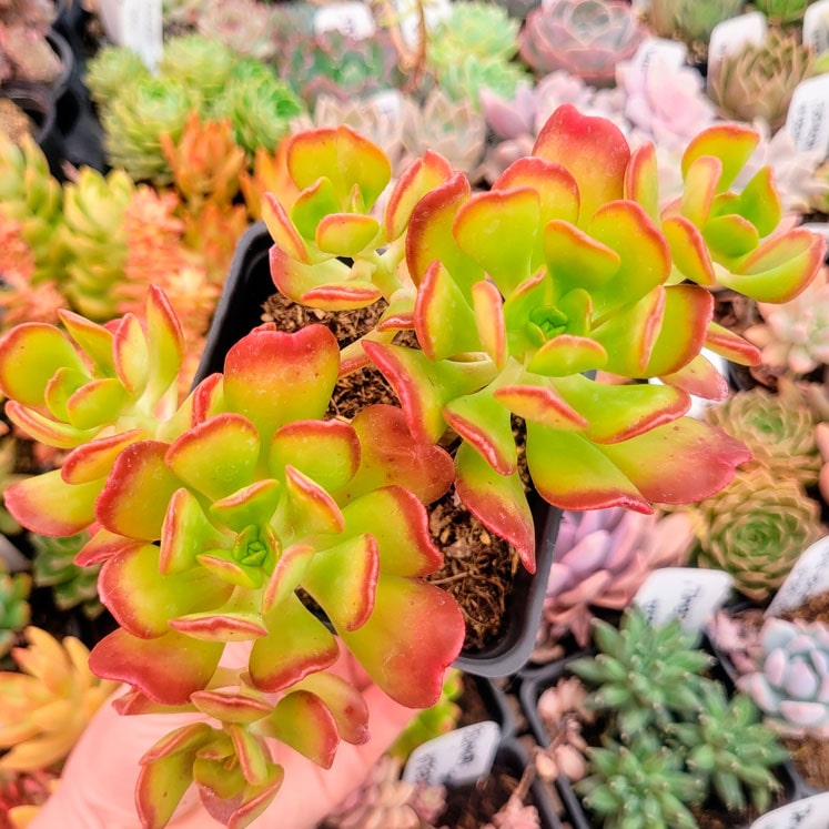 Sedum Dendroideum de mountaincrestgardens