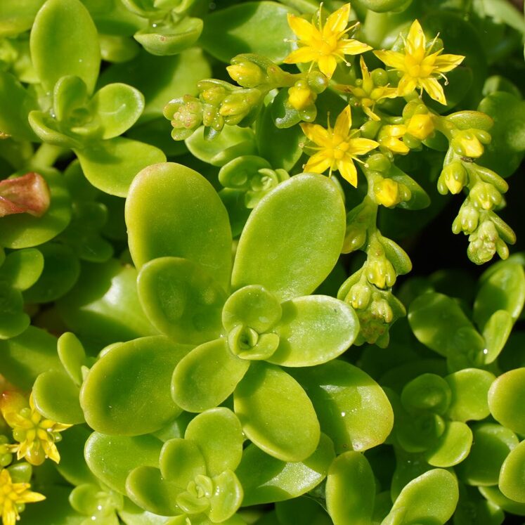 Sedum Kimnachii