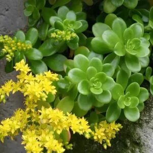 Sedum Kimnachii